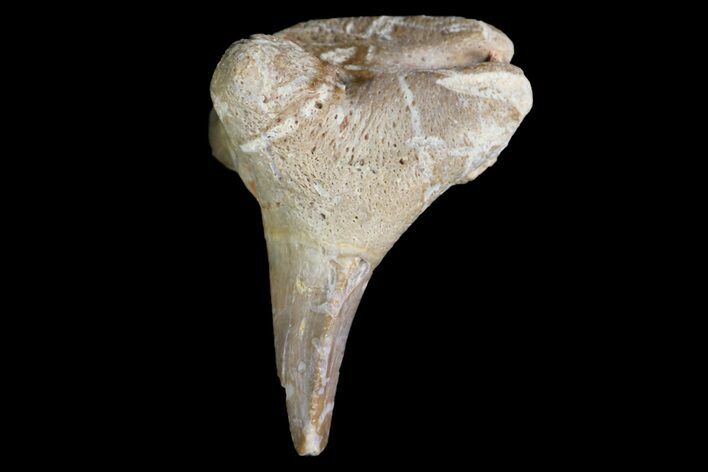 Fossil Shark (Xenacanthus) Tooth - Texas #136332